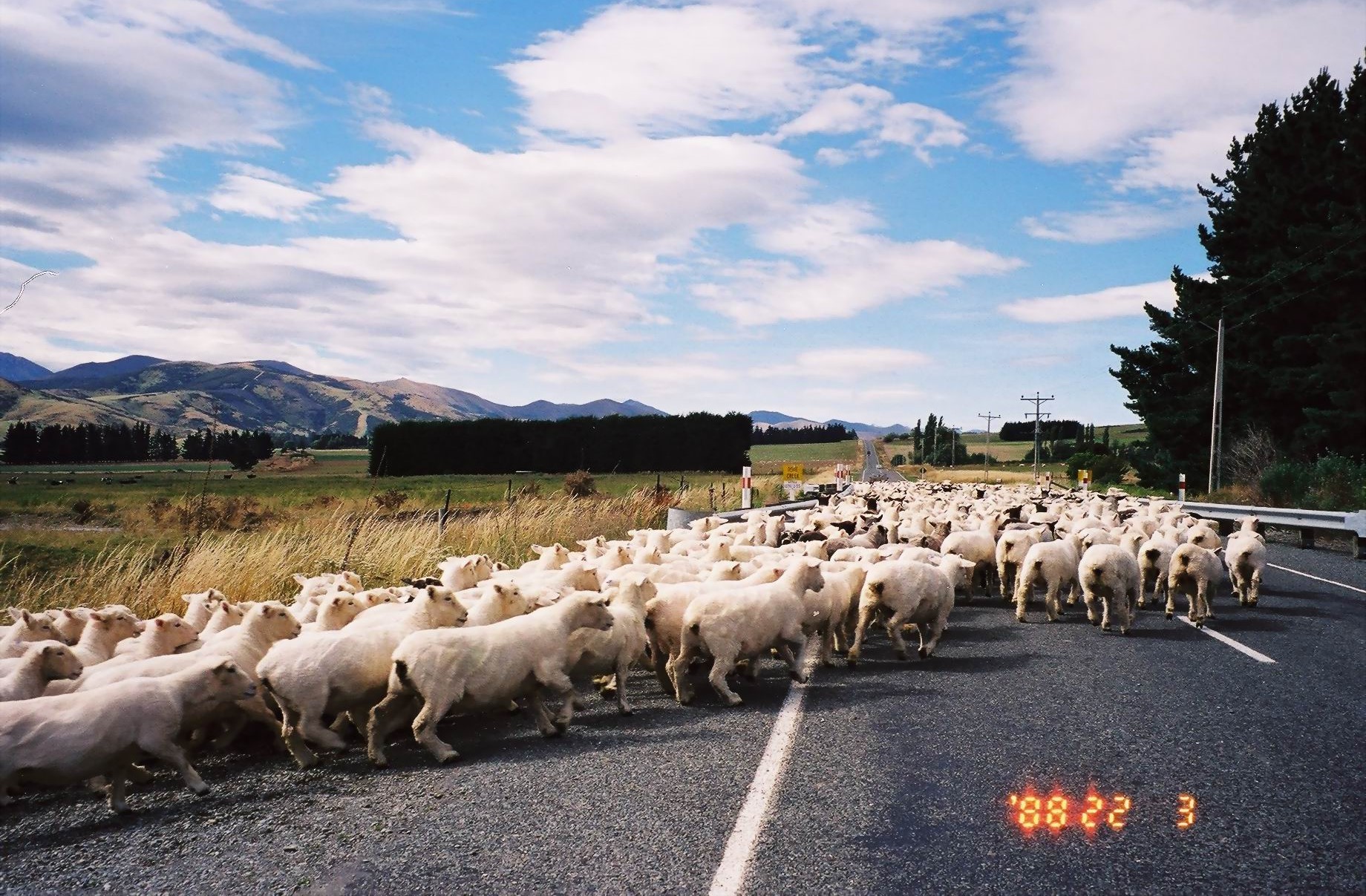 Sheep crossing a country road near Queenstown, New Zealand